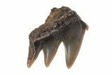Rooted Carcharodontosaurus Tooth #71086-5